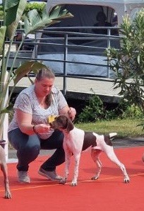 Les expositions canine