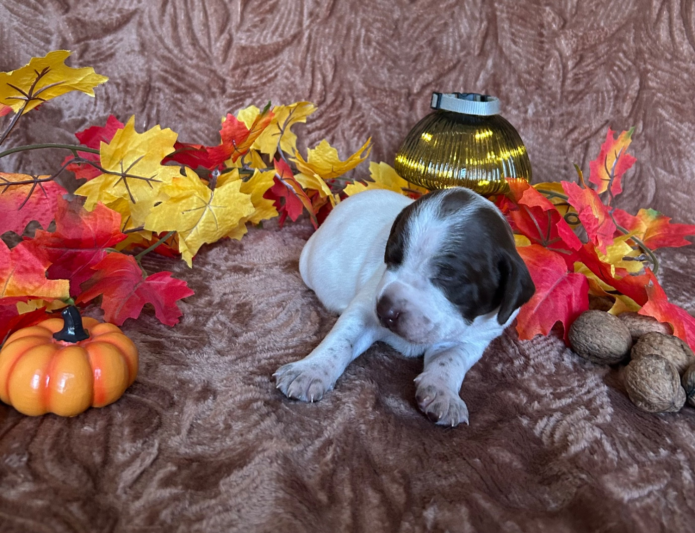 Des Anges Seris - Chiots disponibles - Braque français, type Pyrenees (petite taille)