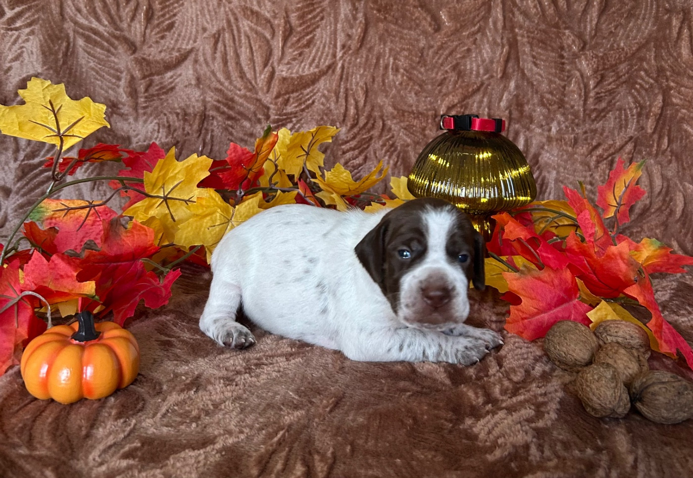 Des Anges Seris - Chiots disponibles - Braque français, type Pyrenees (petite taille)
