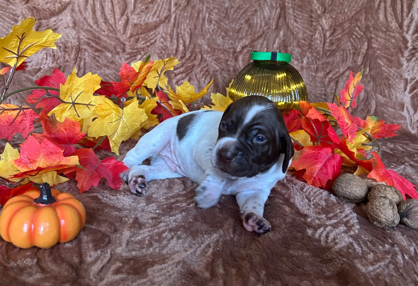Des Anges Seris - Chiots disponibles - Braque français, type Pyrenees (petite taille)