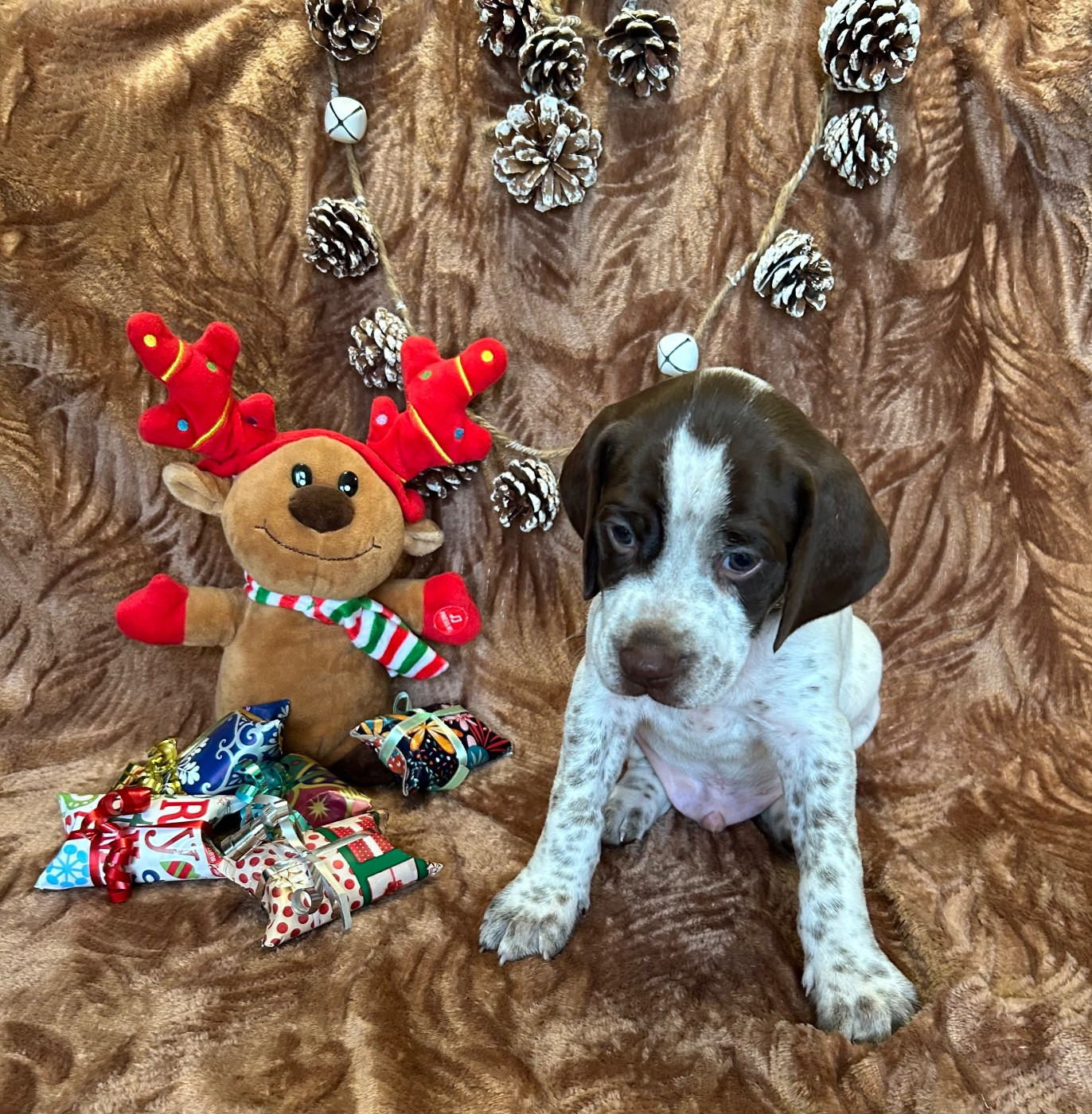 Des Anges Seris - Chiots disponibles - Braque français, type Pyrenees (petite taille)