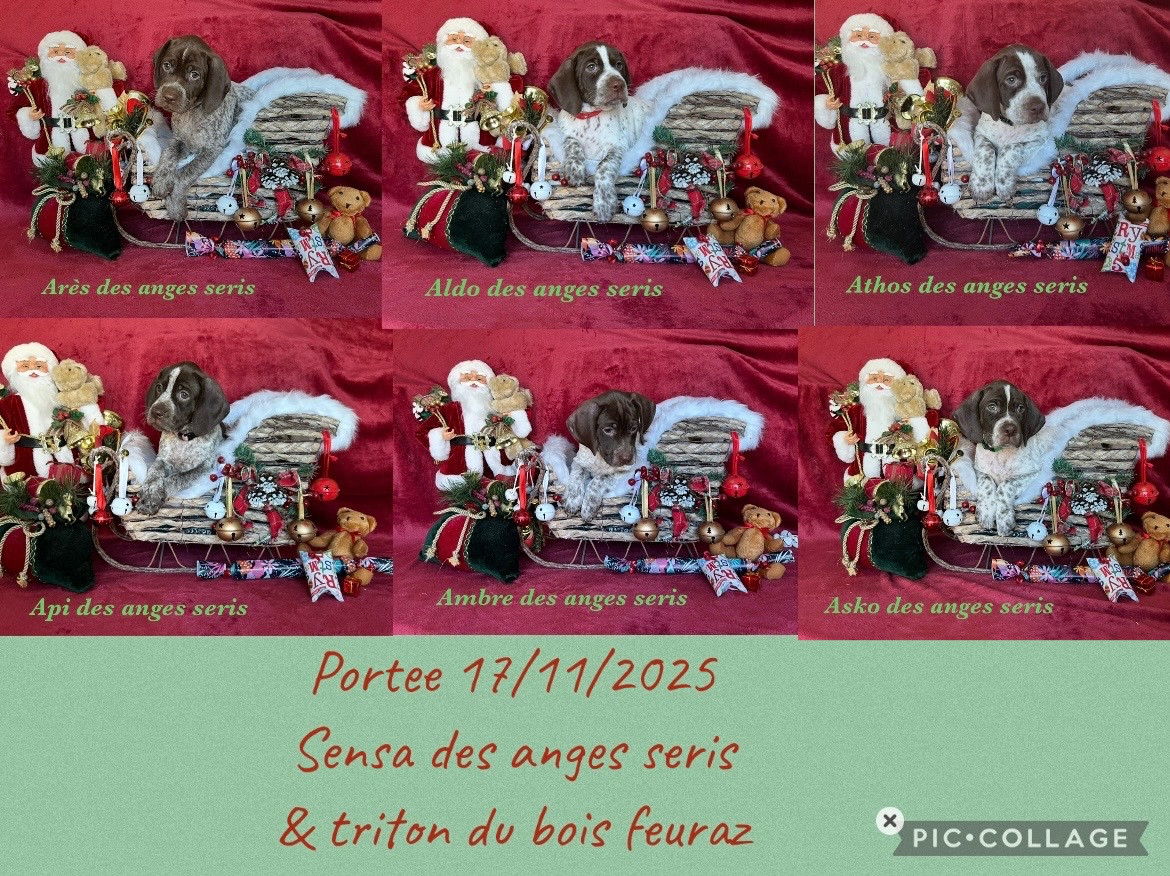 Des Anges Seris - Braque français, type Pyrenees (petite taille) - Portée née le 17/11/2025